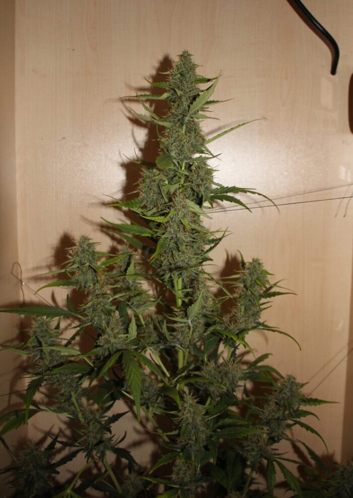 Tani Skunk Auto #18