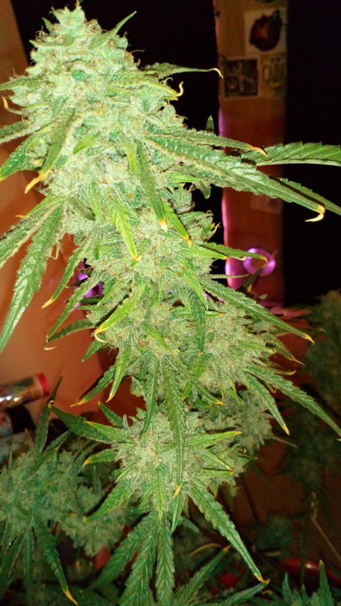 Tani Skywalker kush #54