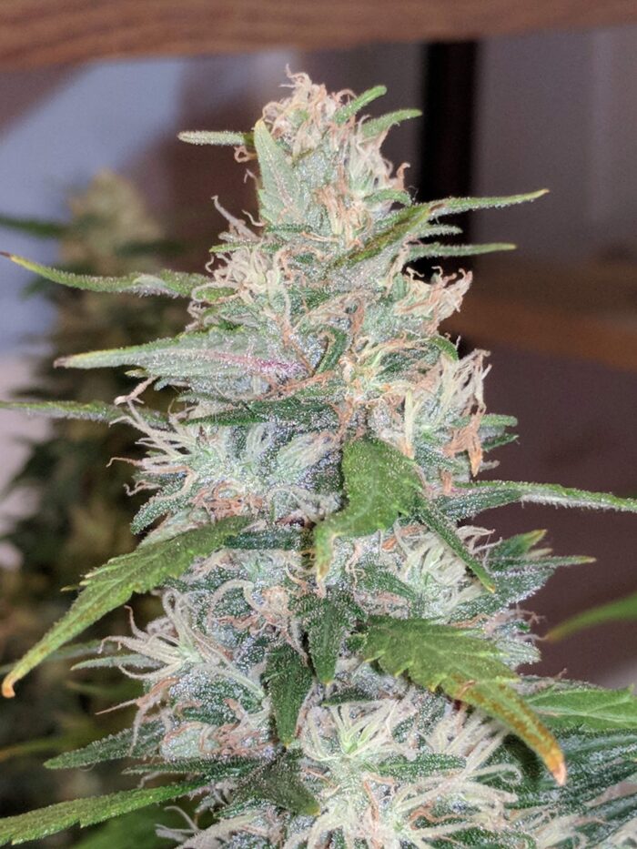 Tani Strawberry Haze #55