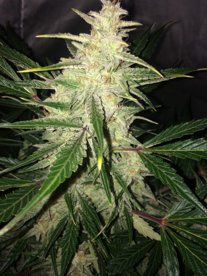 Tani Super Lemon Haze #56