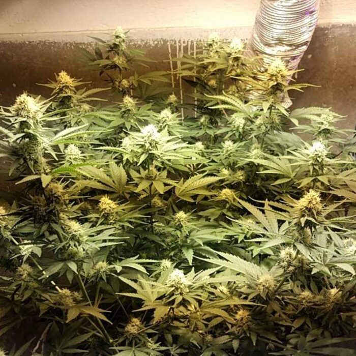 Tani Super Silver Haze #57