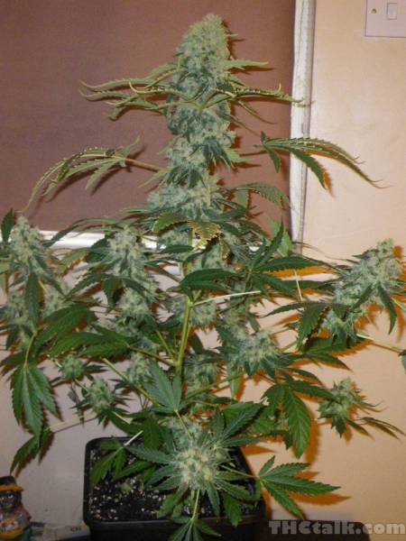 Tani Super Skunk #58