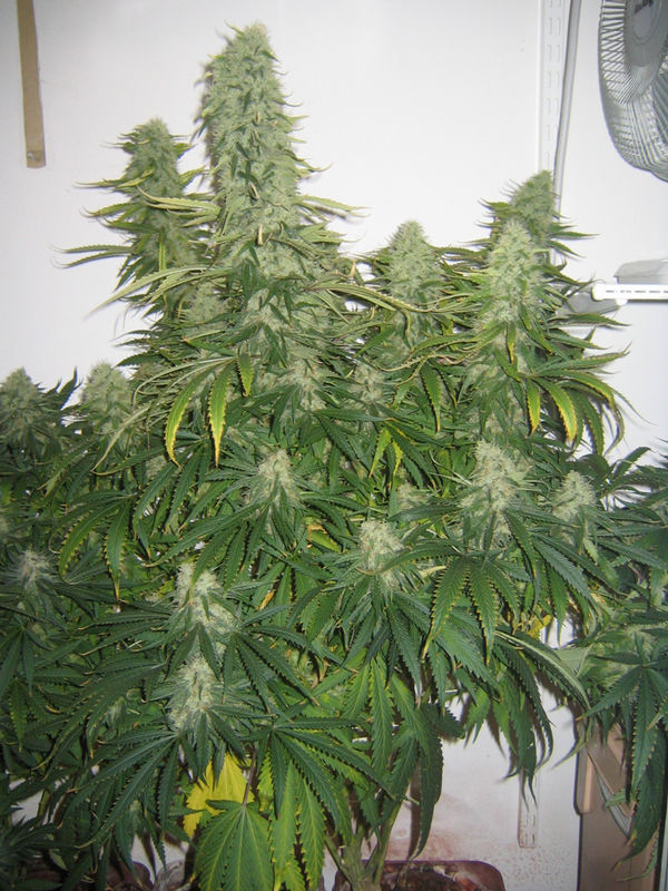Tani White Widow #60