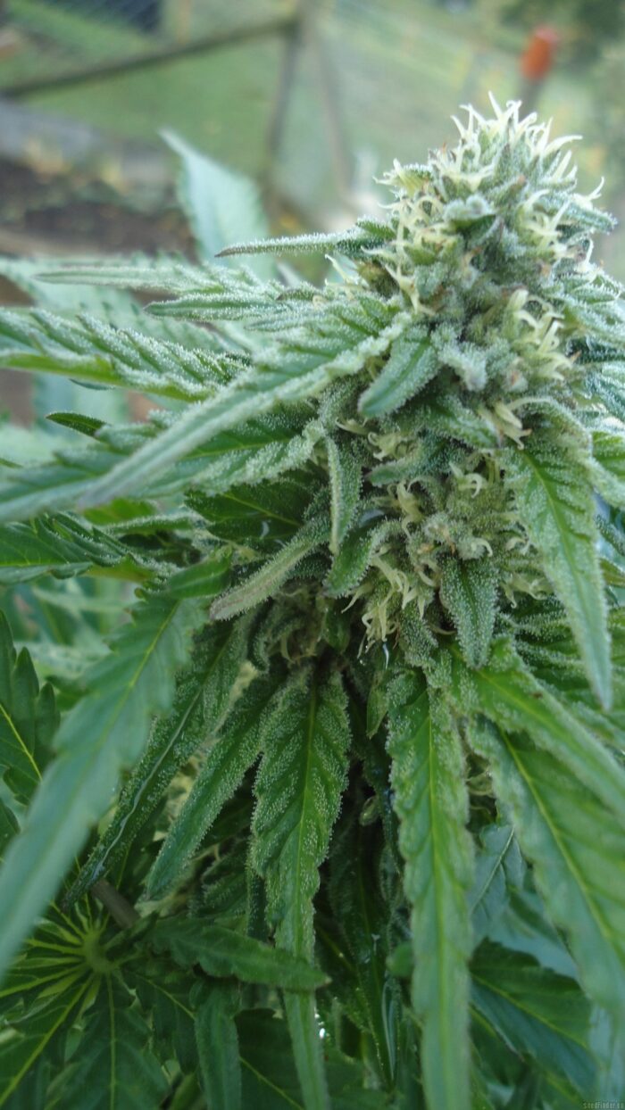 Tani Early Skunk #69
