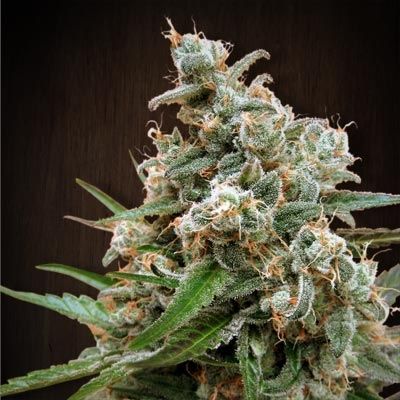 Nepal Jam
