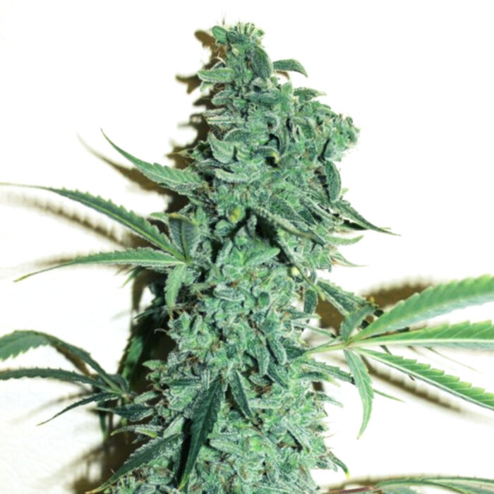 Niagara Auto