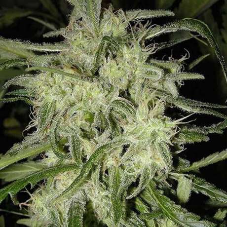 Lemon OG Haze Autoflower