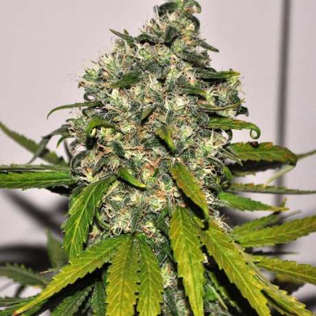 AK 48 Autoflower