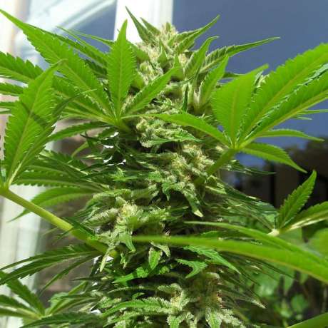 AK 48