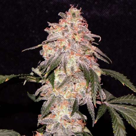 Aurora Indica