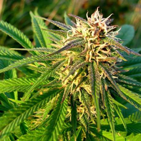 Blue Mystic Autoflower