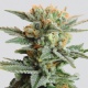 Blueberry Kush Autoflower