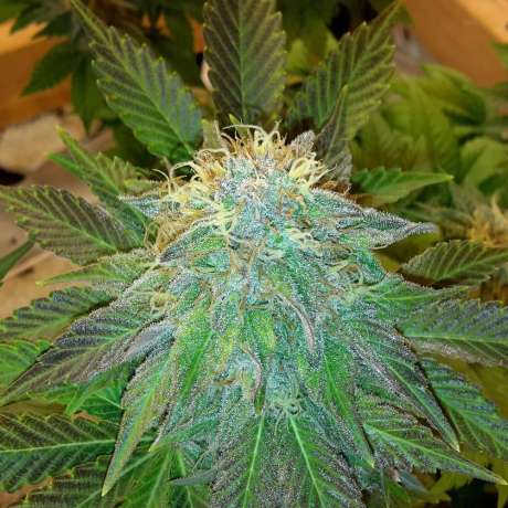 Bubblelicious Autoflower