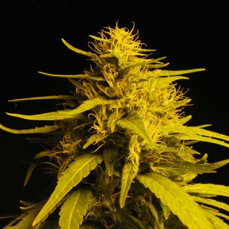 Haze 1