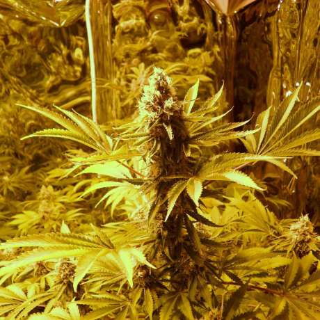Jock Horror Autoflower