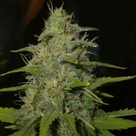 Lemon OG Haze