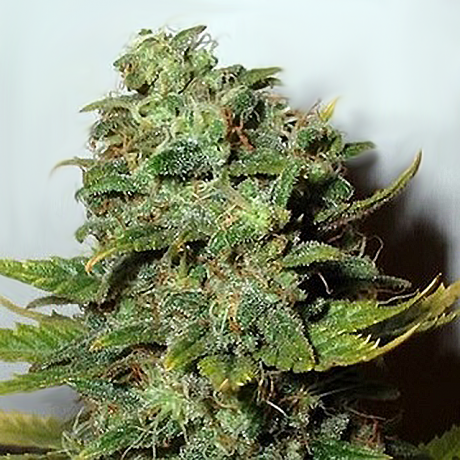 Mango Skunk