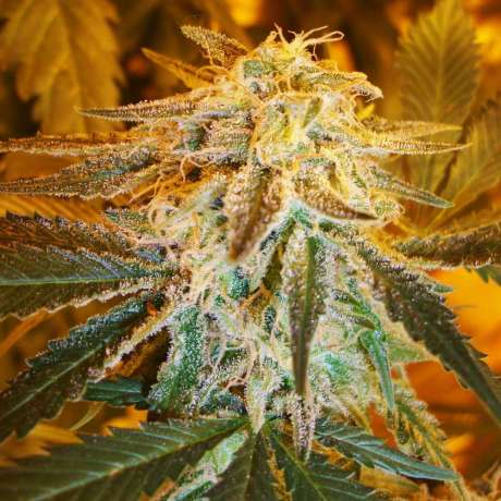 Northern Lights Autoflower