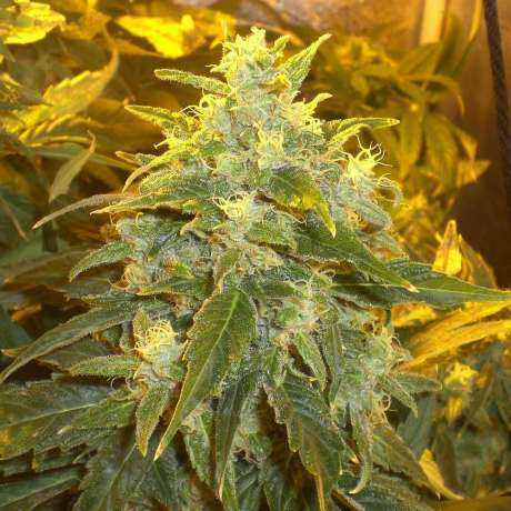 Northern Light