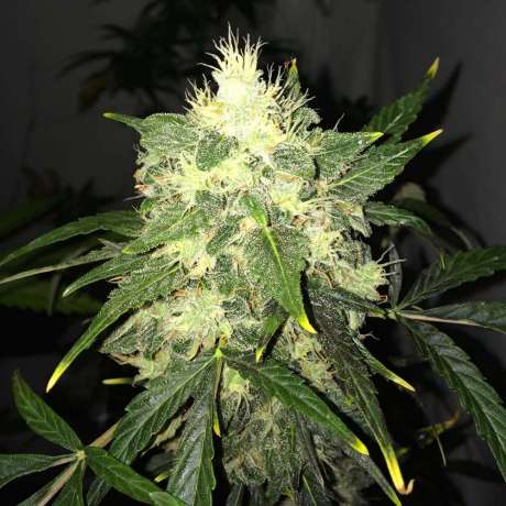 OG Kush Autoflower