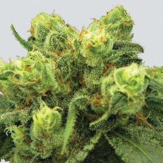 Pre-99 Big Bud