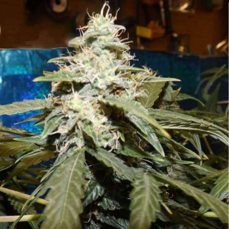 Short Rider Autoflower