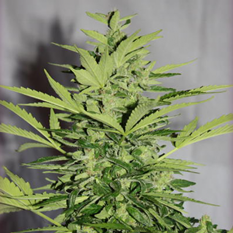 Supreme CBD Lemon OG Autoflower