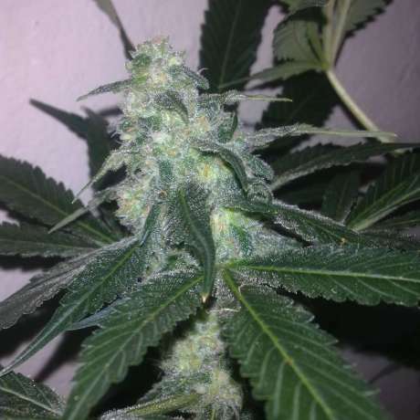 Swiss Cheese Autoflower