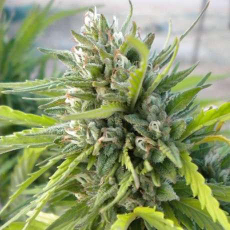 White Rhino