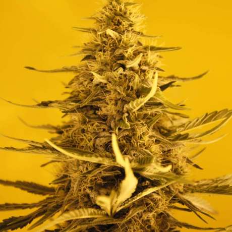 White Widow Autoflower