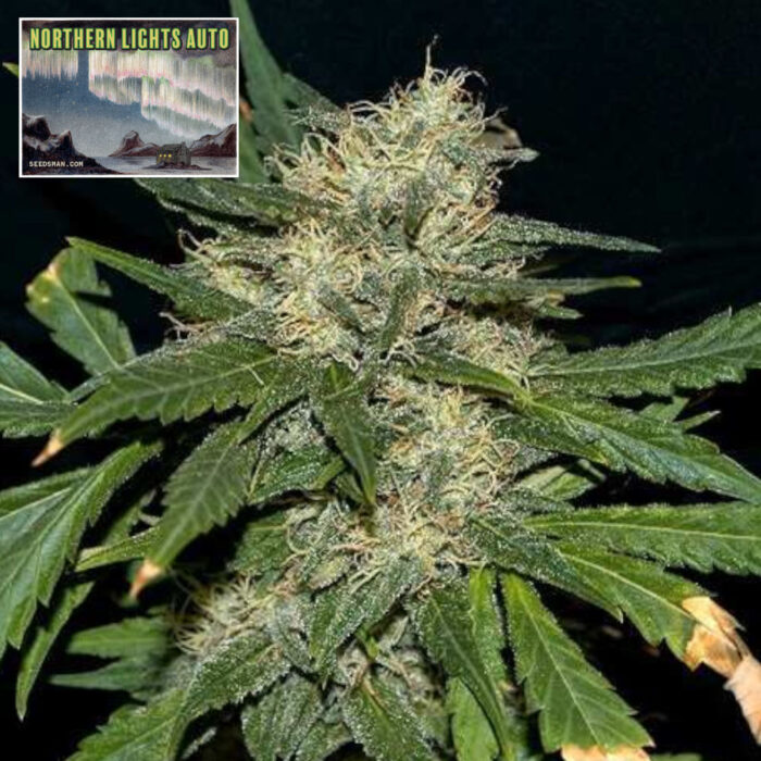Northern Lights Auto