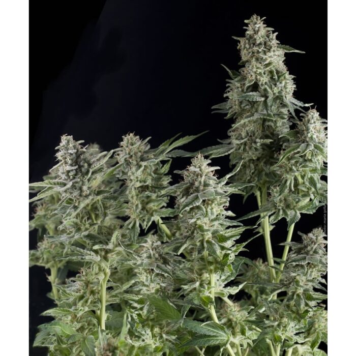 Northern Lights