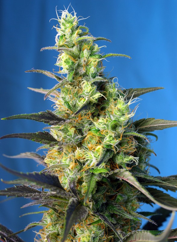 NYC Diesel CBD
