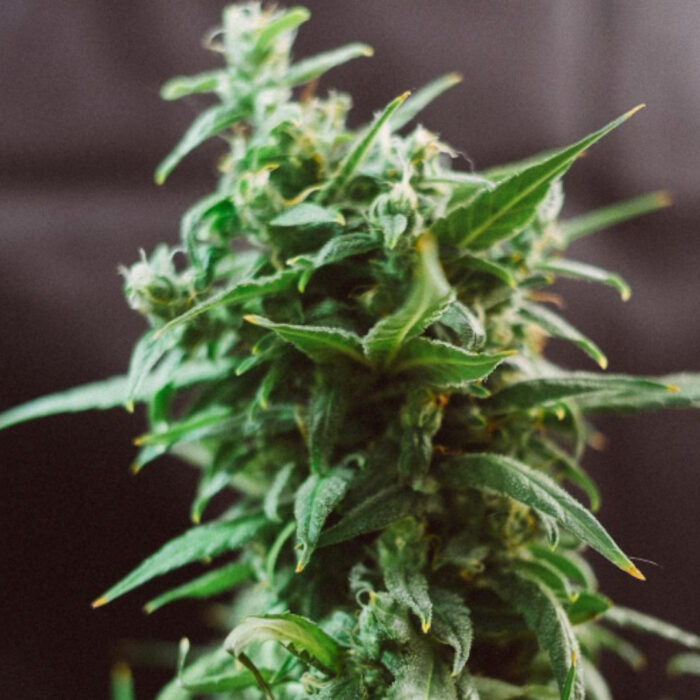 OGRE Auto
