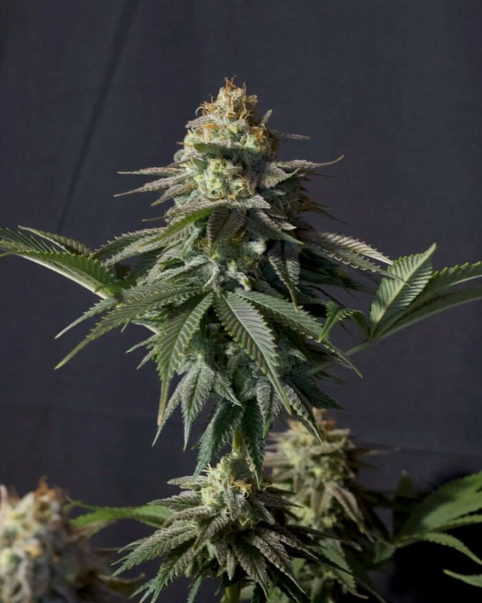 Orange Sherbet Fast Flowering