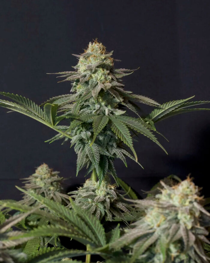 Orange Sherbet Fast Flowering