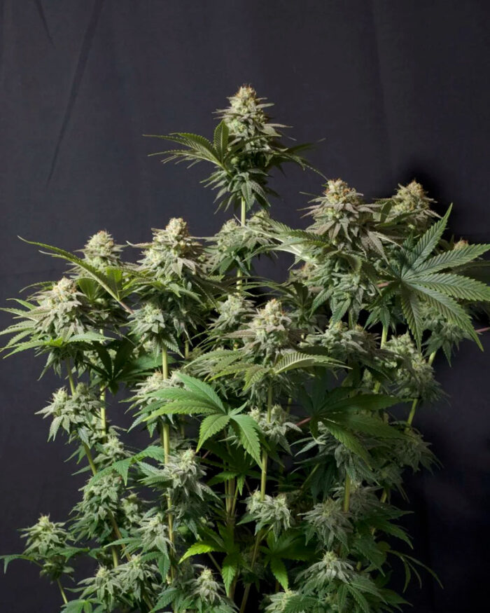 Orange Sherbet Fast Flowering