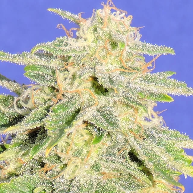 Auto Jh