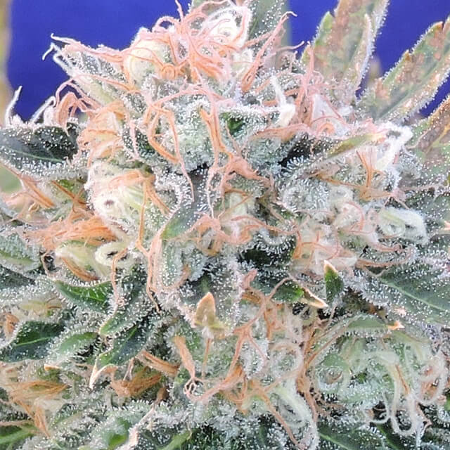 Blueberry Ghost OG