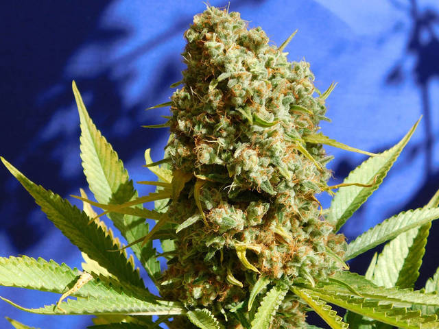 Bruce Banner #3 Fast