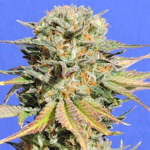 Bruce Banner #3