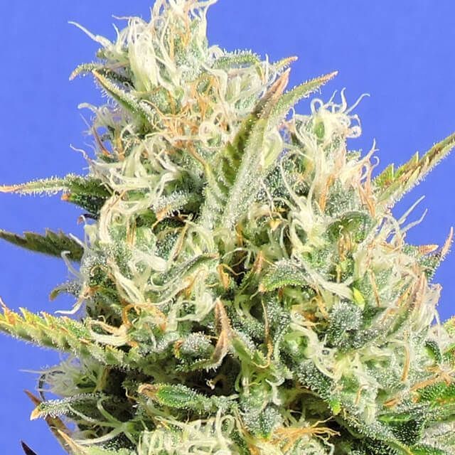 Cbd Lemon Aid