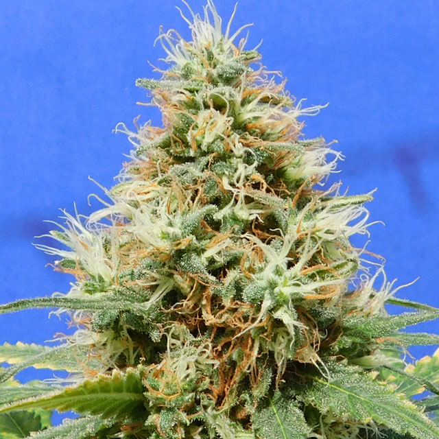 Do Si Dos OG