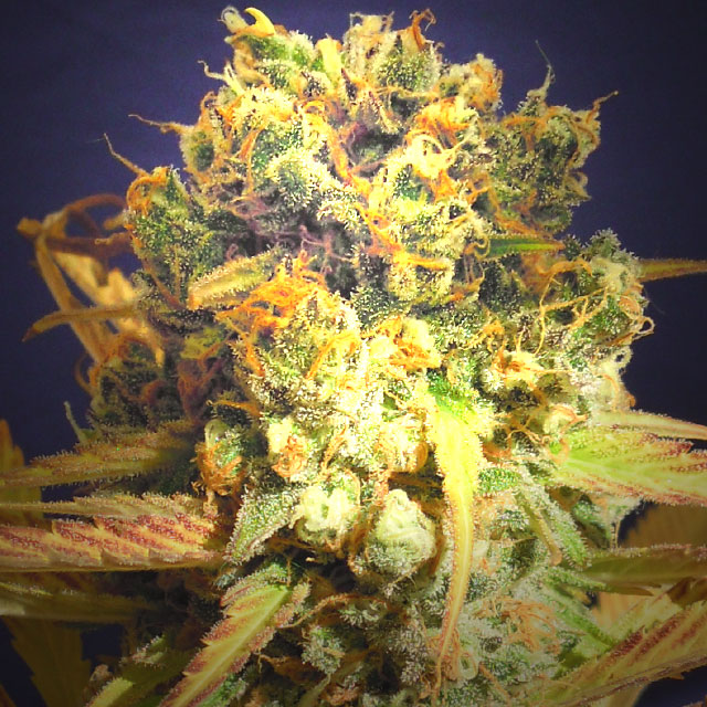 Dr. Bruce Banner CBD