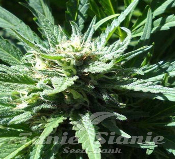 Pineapple Slick