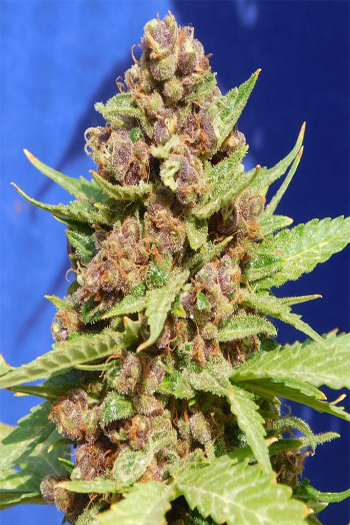 Purple Punch Cookies