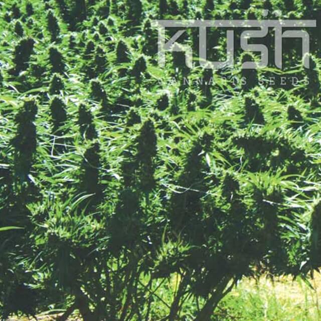 Sweet Kush