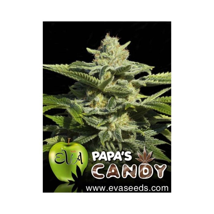 Papa's Candy