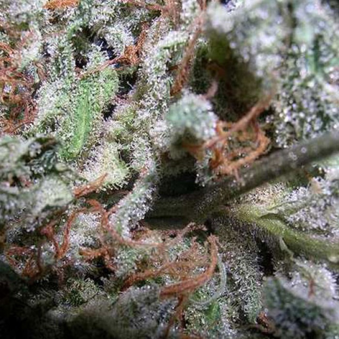 Indica Champions Pack