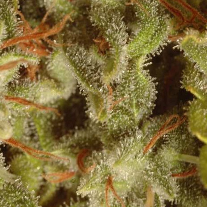 Sativa Champions Pack